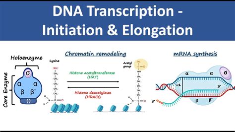 Dna Transcription Initiation Elongation In Prokaryotes Eukaryotes