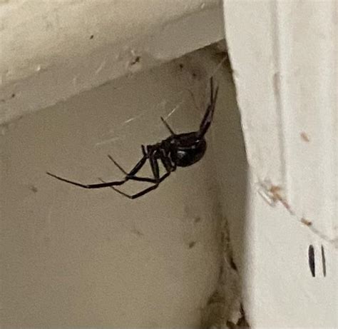 ID black spider in Georgia, US : r/spiders