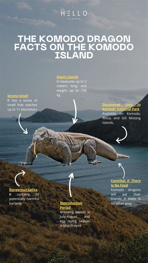 komodo dragon facts  komodo island  renaldi hanjaya issuu