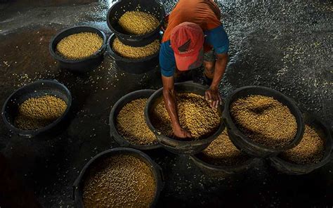 Harga Kedelai Terus Naik Perajin Tahu Bulat Kecilkan Ukuran Produksi