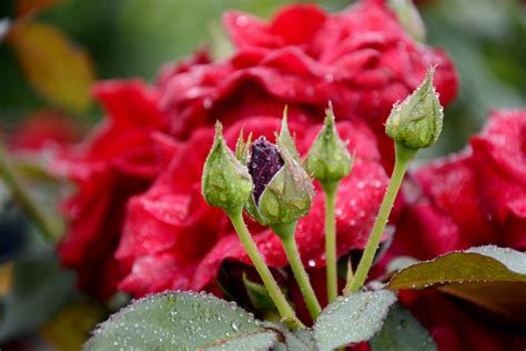 Gratis billeder natur blad kronblad Rose forår rød have flora