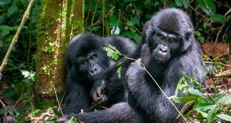 10 Mejores Circuitos y Viajes 7 Días en Parque Nacional de Bwindi