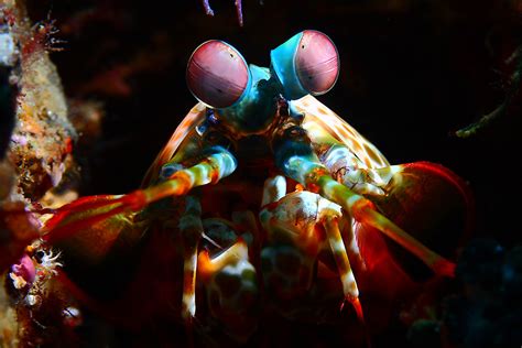 Amazing Underwater Creatures I Photographed While Diving In Indonesia ...