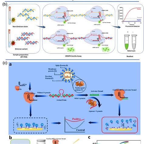 A Schematic Illustration Of The Rt‐rpa‐coupled Cas12a For Download Scientific Diagram