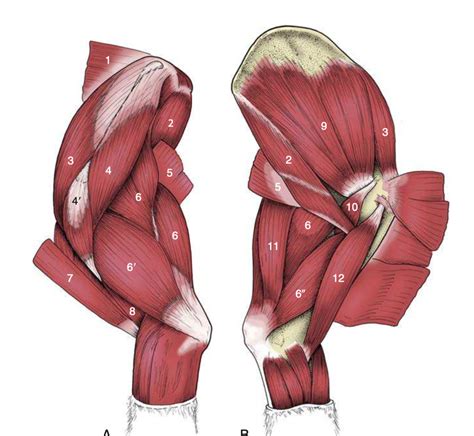 Diagram Of VETM 320 Extrinsic Muscles Of Forelimb Quizlet