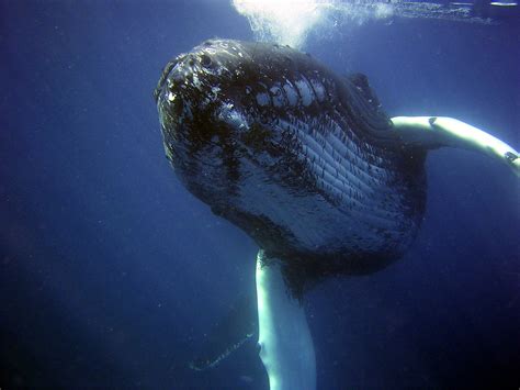 How Long Can a Whale Stay Underwater? - Harbor Breeze Cruises