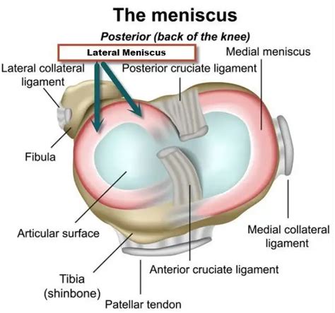 Anatomy Stock Images, 52% OFF | www.pinnaxis.com