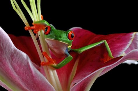 Primer Plano De La Rana Arbor Cola De Ojos Rojos En Flor Rosa Foto Gratis