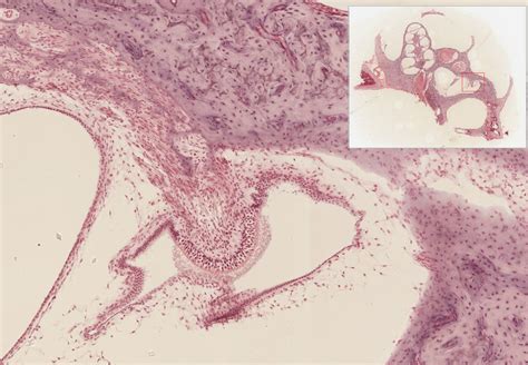 Ear | histology