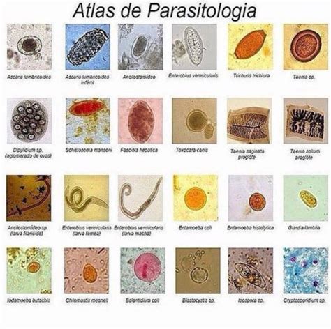 Os Melhores Livros De Parasitologia De Sugest O E Ofertas