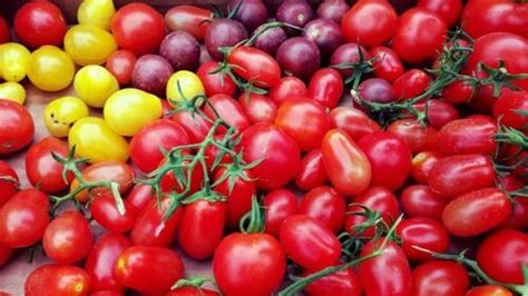 Tomaten F Rs Freiland Robuste Und Regentolerante Sorten Samen Zum