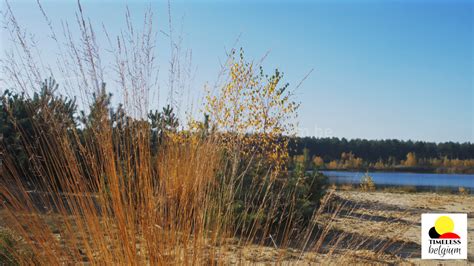 Nature Of Lommel Sahara Pine Trees Plants Lake And Sand Beach