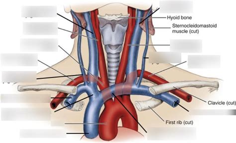 SVC Veins Diagram | Quizlet