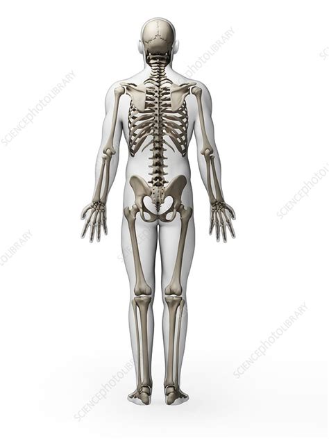 Human Skeletal System Artwork Stock Image F010 5784 Science