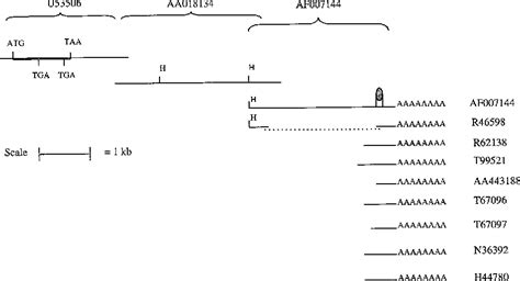 Figure 1 From The 3 Untranslated Region Of Human Type 2 Iodothyronine