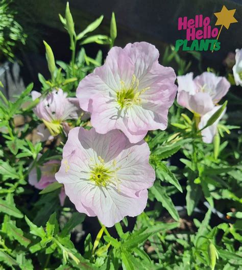 Oenothera 'Pink' Evening Primrose 6" Pot - Hello Hello Plants