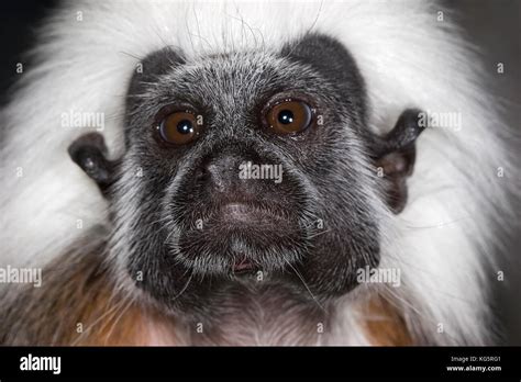 Cotton Top Tamarin, Saguinus oedipus, a Critically Endangered species ...