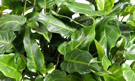 Kamerplant Van Botanicly Philodendron Xanadu Hoogte Cm Bol