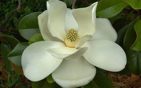 Southern Magnolia Flower 721 : Wallpapers13.com