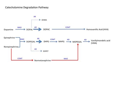 Biochemistry Catecholamine Degradation Article