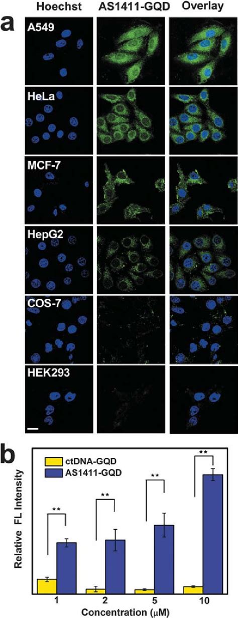 Specific Labelling Of Cancer Cells With As Gqd Conjugates A