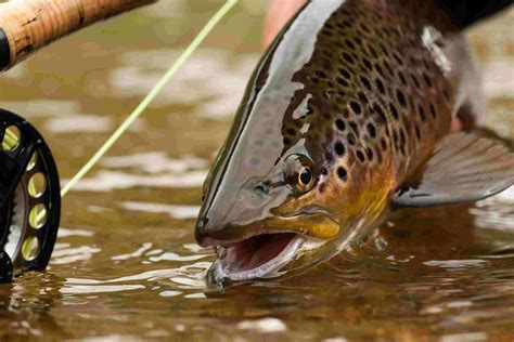 The National Park Service plans to cut invasive brown trout population