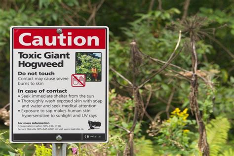 Canadian Hikers Beware: Giant Hogweed Looks Harmless, But Can Cause ...