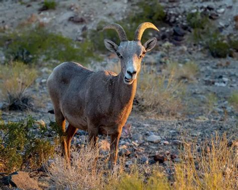 Desert bighorn sheep - Facts, Diet, Habitat & Pictures on Animalia.bio