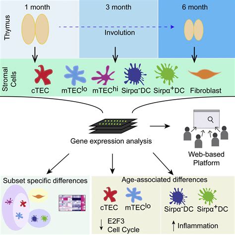 Global Transcriptional Profiling Reveals Distinct Functions Of Thymic