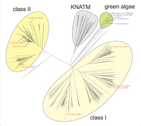 Grouping Of Knox Homologs A Collection Of Knox Proteins Were