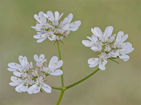 Coriandrum Sativum Plants