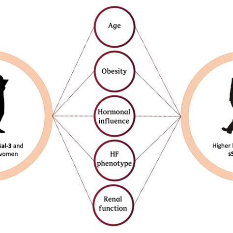 Schematic Of Factors Contributing To Sex Related Differences In Hf