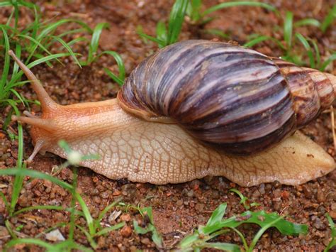 Giant African Land Snail Danger