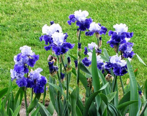 World of Irises: Tall Bearded Iris Color Terms