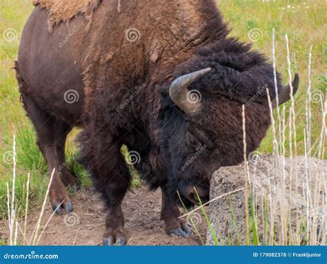 American Bison At The National Bison Range In Montana Usa Stock Photo