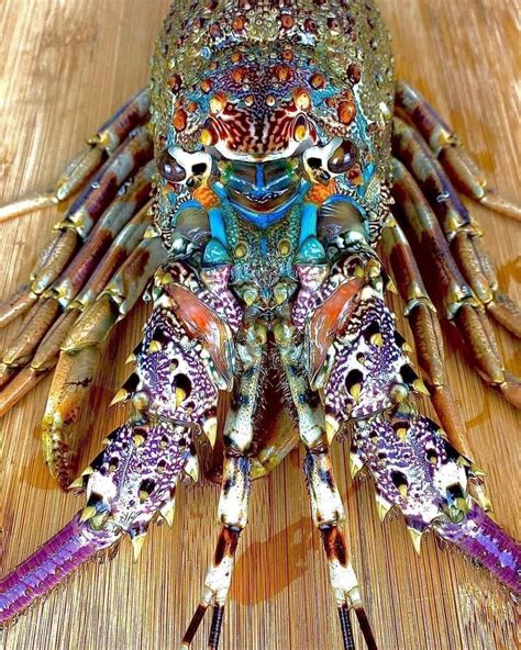 Rainbow lobster. : r/oceans