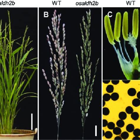 Phenotypic Comparison Between Wild Type WT And Osaldh2b A WT