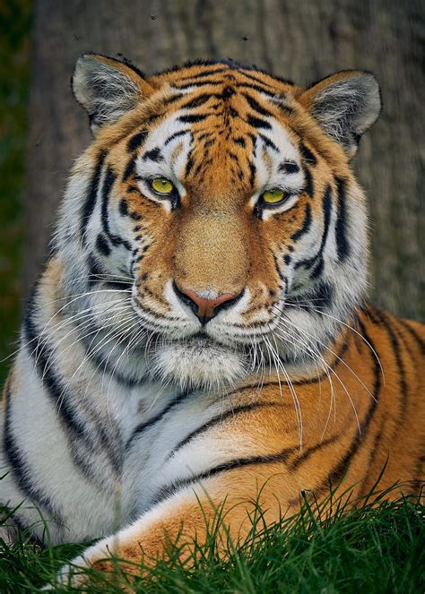 Land of the Tigers opens at Paradise Wildlife Park | Discover Animals