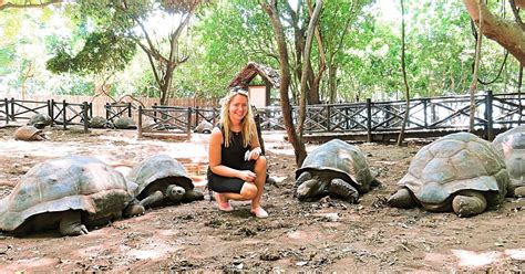 Zanzibar Prison Island And Nakupenda Sandbank Private Tour Getyourguide