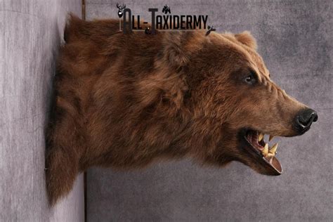 Grizzly bear taxidermy mount SKU 2334 - All Taxidermy