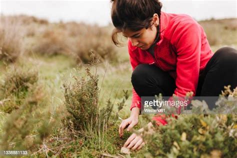 7,370 Acorn Seed Stock Photos, High-Res Pictures, and Images - Getty Images