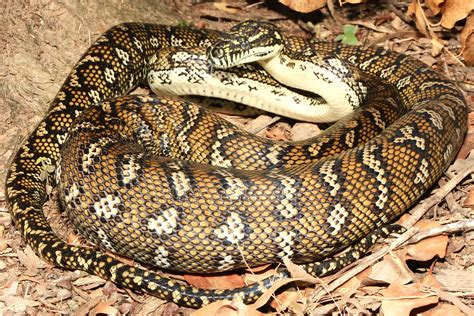 Coastal Carpet Python - South East Snake Catcher - Gold Coast