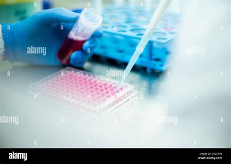 cell culture media Stock Photo - Alamy