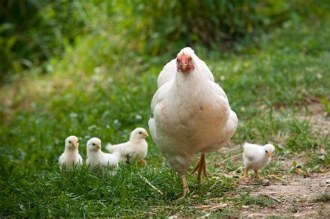 Elever Des Poussins Dans Son Jardin Gamm Vert