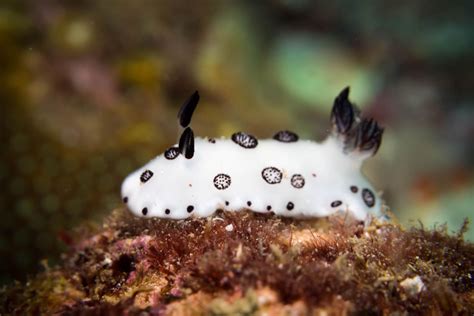 Sea Bunny Slug New Photos Shows Those Amazing Facts