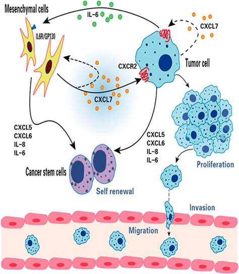 Frontiers Multifaceted Roles Of Chemokine C X C Motif Ligand 7 In