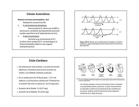 Funci N Cardiovascular Y Relaci N Con El Ciclo Cardiaco Ppt