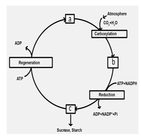 Fertilization of Plants, Process of fertilization in plants | Byju's