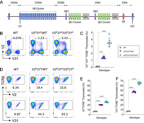 Inefficient V D J Recombination Underlies Monogenic T Cell Receptor