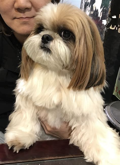 135 best shih tzu dog names – Artofit